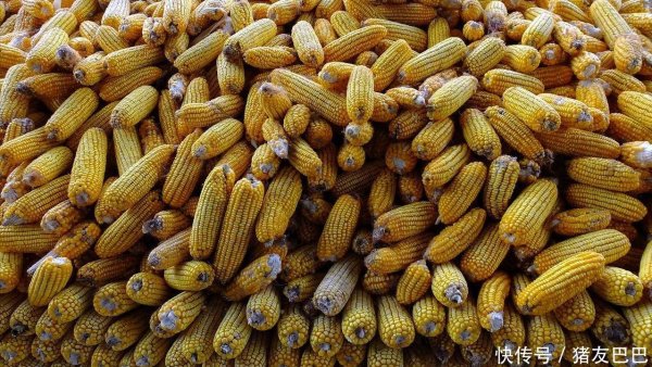 倍悦网配资 2025年9月24日：调价后92,95汽油价格；玉米价格降温，波动下跌！